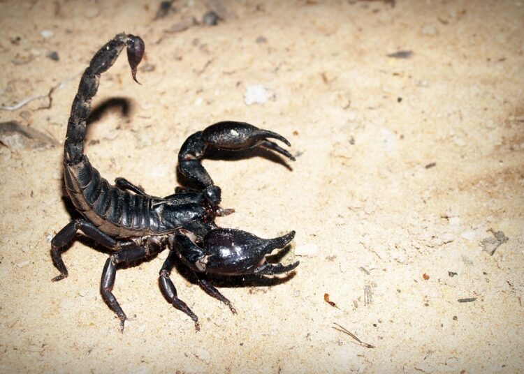 scorpion 931561 960 720