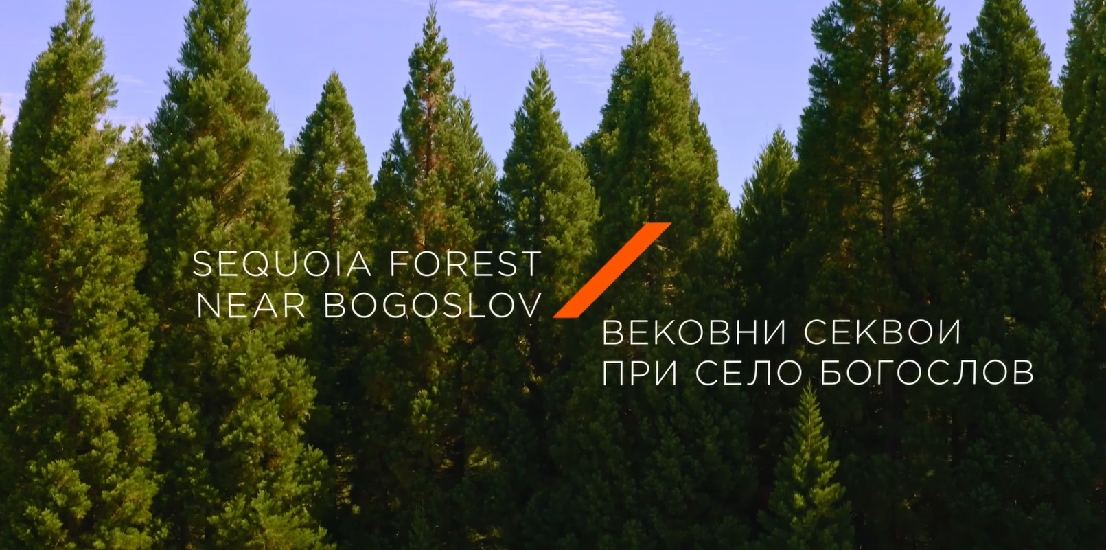 Вековните секвои при село Богослов в туристическа реклама