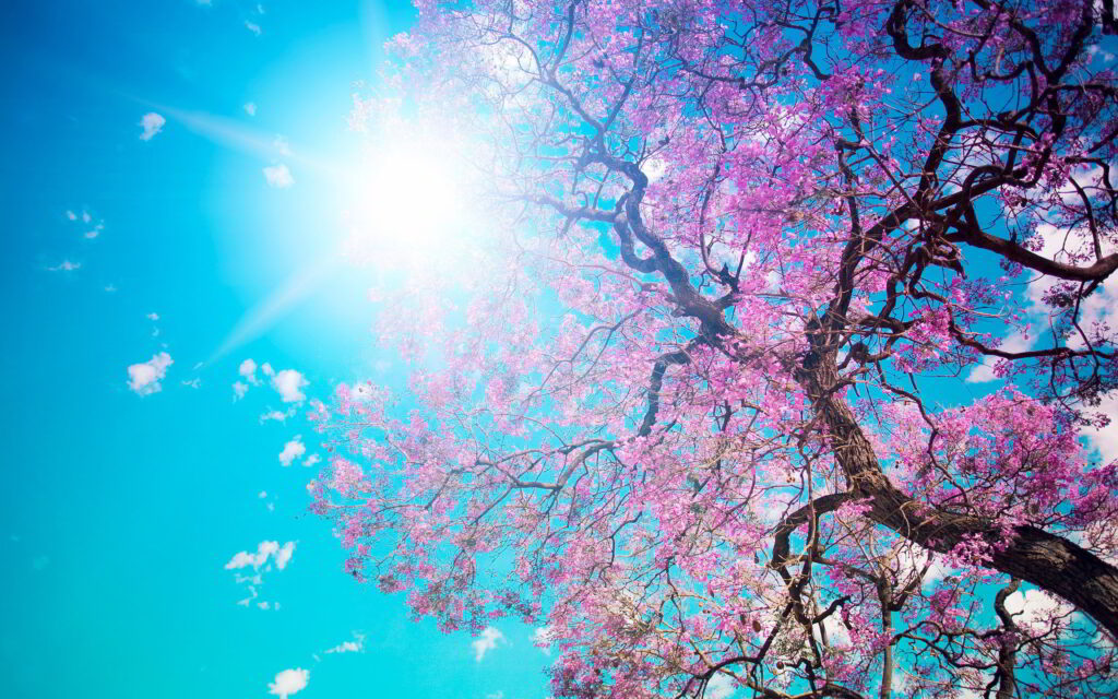 springsunny1 6