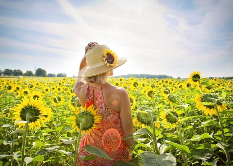 Щедро слънце ни кани на разходка 1 sunflowers 3640935 960 720