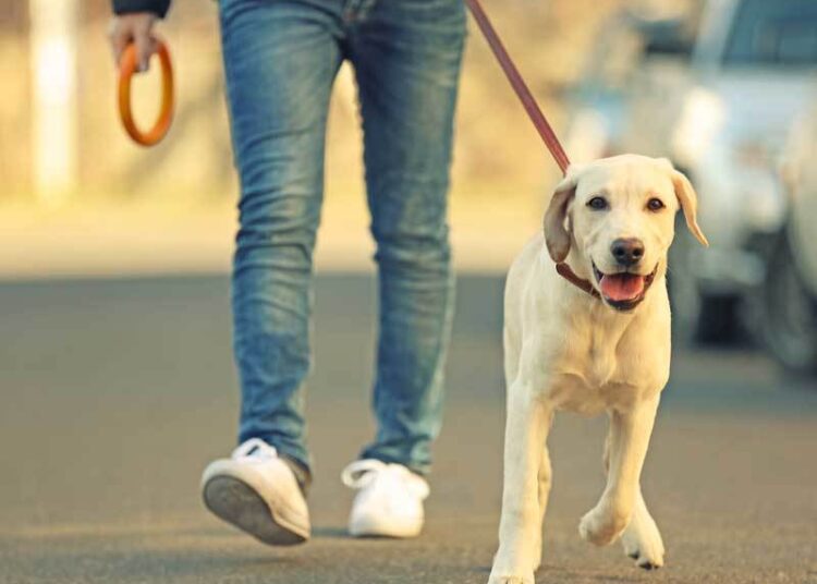 teach your dog to heel hero 5
