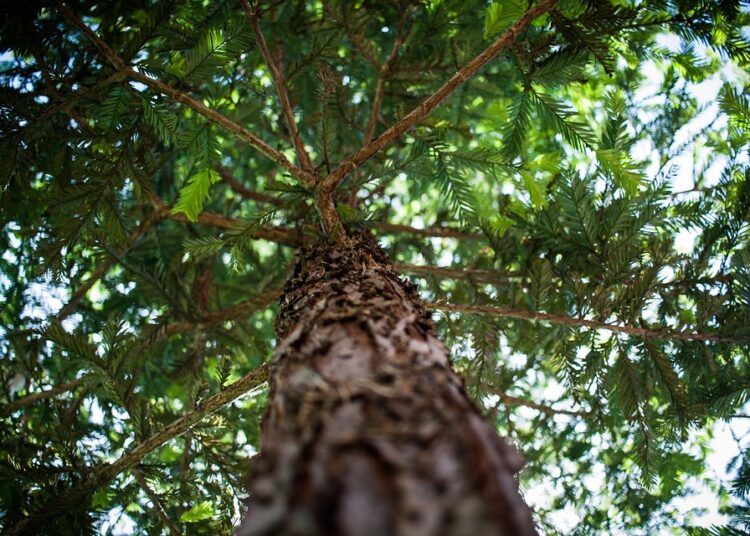 Съсипват иглолистни дървета заради разпалки 1 tree 1283721 960 720