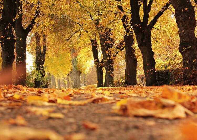 trees 1789120 960 720 2