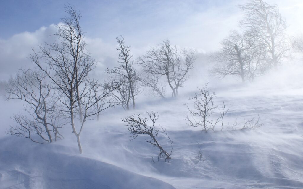 Снежен капан хвана национали в Белмекен 1 trees winter blizzard wind snow 14899 1920x1200 1