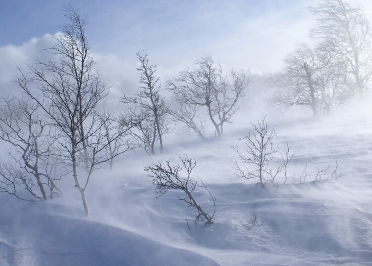 trees winter blizzard wind snow 14899 1920x1200 1