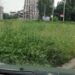 Кмет провери косенето на треви 8 Кмет провери косенето на треви