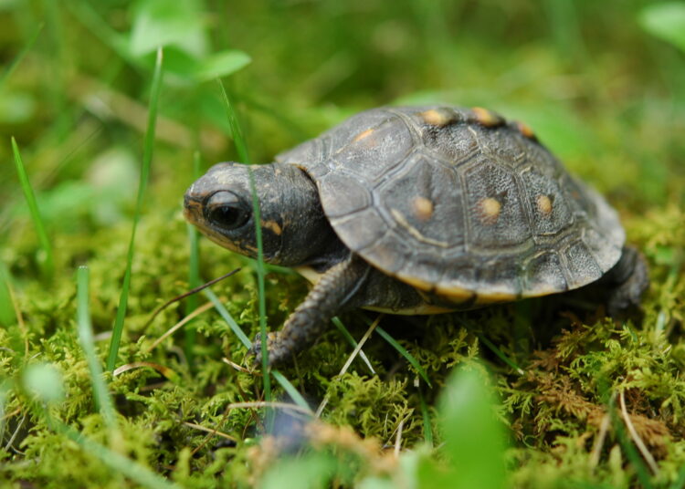 turtle3 2