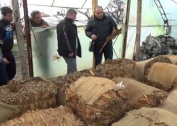 Гърци превеждат 700 000 лв. на тютюнджии