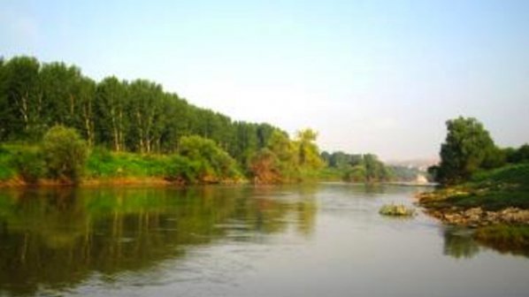 Взеха проби от умрелите след водопой в Марица крави