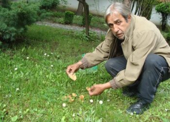Гъбари се оплакват от ниски изкупни цени