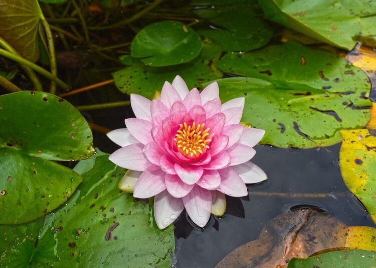 water lily 3485793 960 720 1