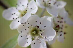 willow leaved pear 5013686 640
