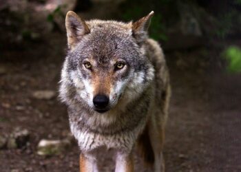 wolf 635063 640