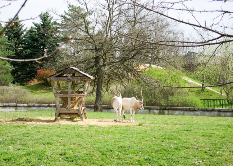 zoo 1