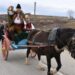 Трифон Зарезан и царят на виното зарязват лозята в Дъбрава