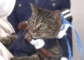 Назначиха котка за полицейски шеф