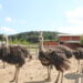 A love dance of ostriches is attracting tourists to the village of Koprivlen