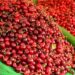 cherries 1491089 640