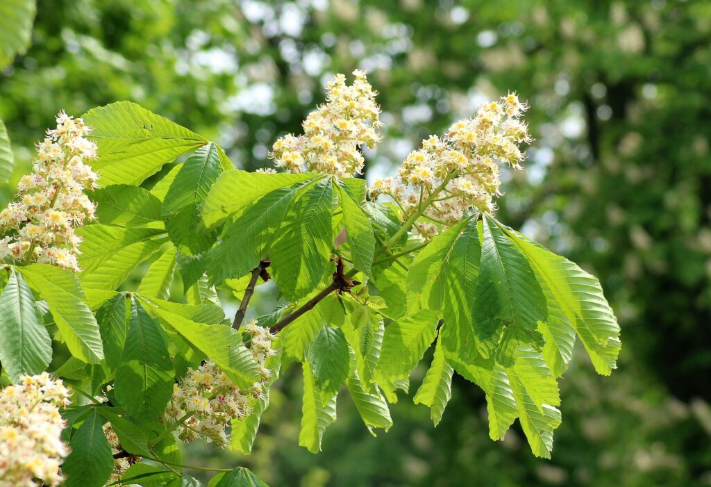 horse chestnut 3374068 1920