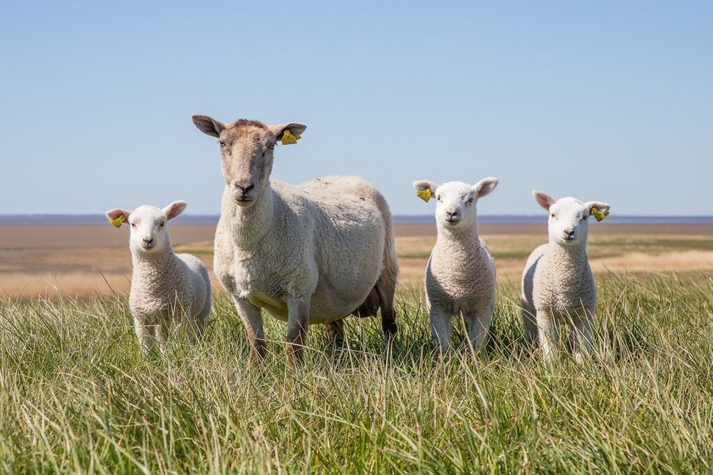 sheep 5078377 1920