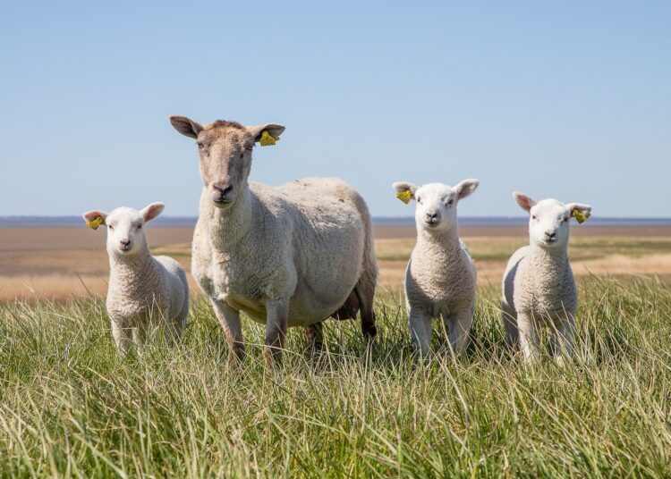 На Гергьовден овчарите отбиват агънцата и издояват първото мляко 1 sheep 5078377 1920