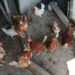 Кметът на Ямбол дари заплатата си на вокална група