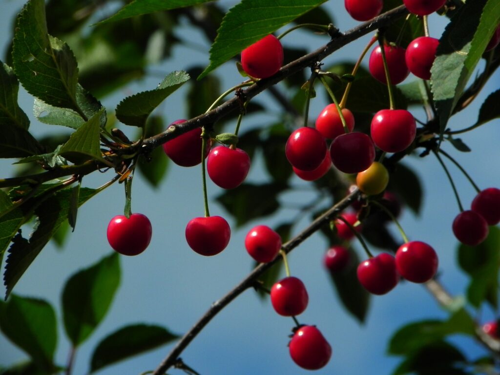 Снимка: Pixabay