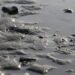 Лугата е продукт на солодобива и съдържа само неорганични вещества