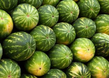 Продават дини и пъпеши на 13 места в Стара Загора