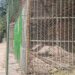 Благоевградският зоопарк има нов облик