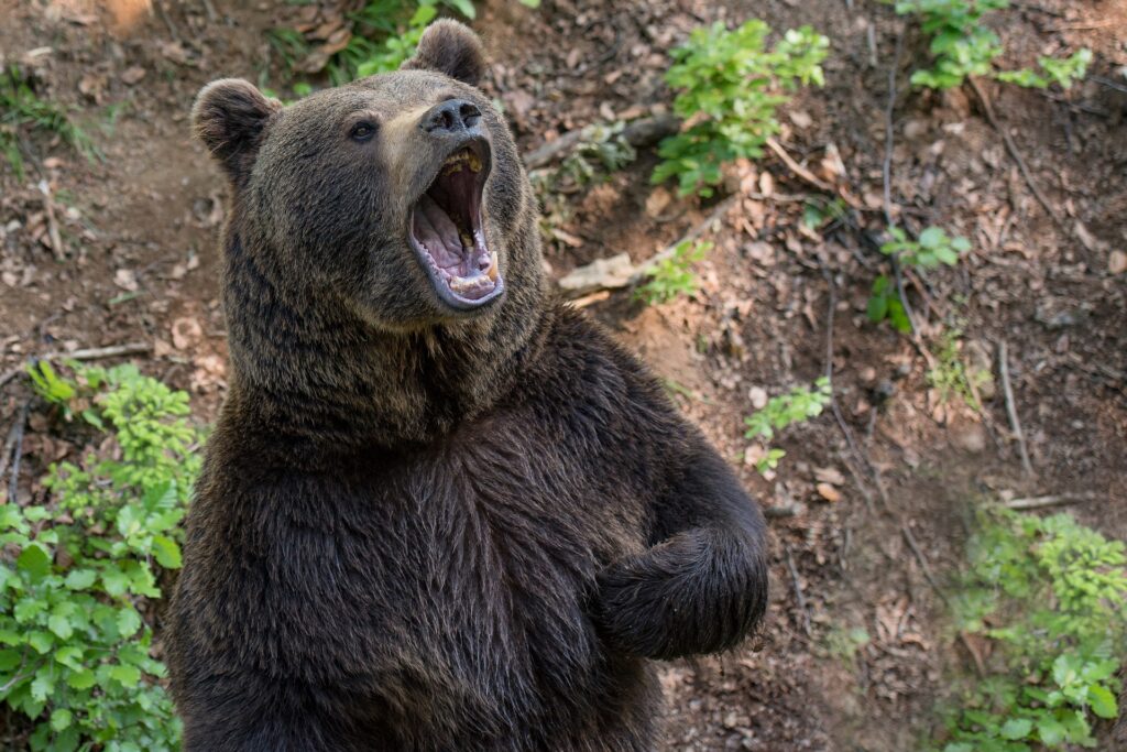 Засилват контрола върху бракониерството 1 bear 3400641 1920