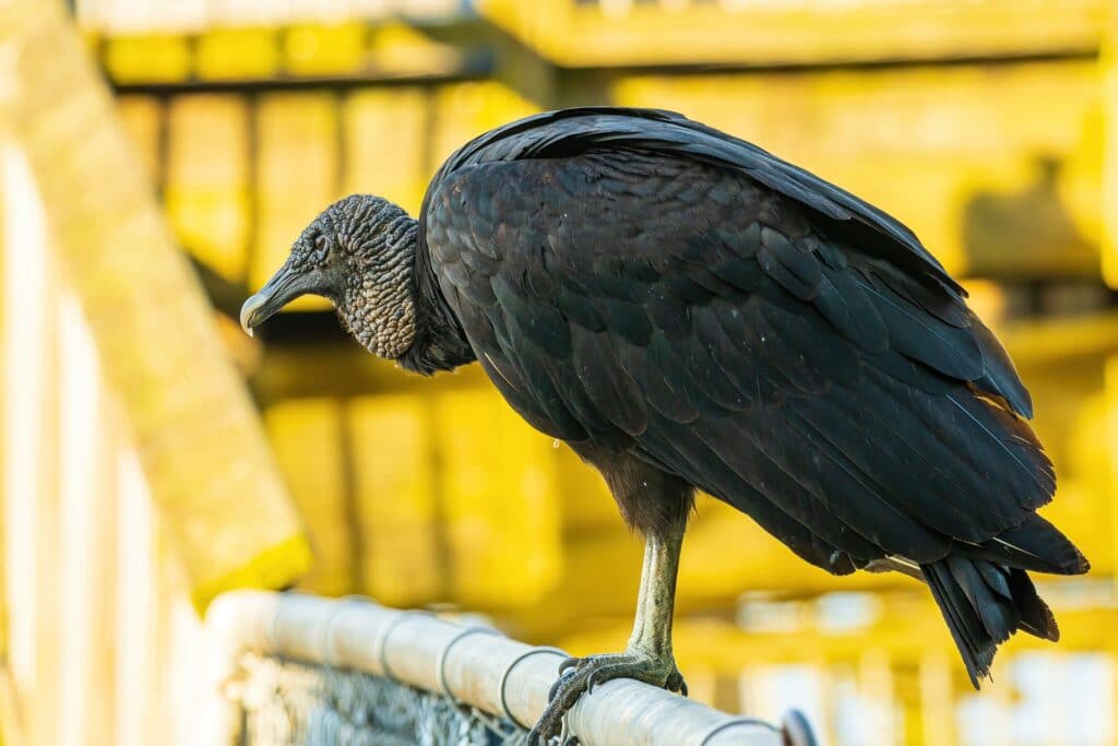 black vulture 5391946 1920