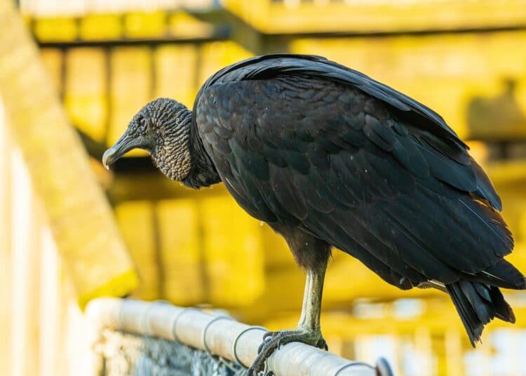 black vulture 5391946 1920