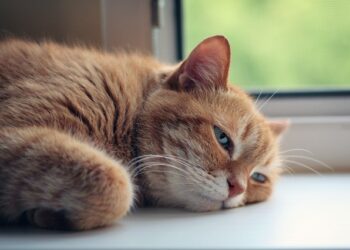 cat 4265304 640