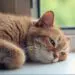 cat 4265304 640