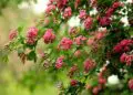 Жълт код за валежи с гръмотевици и градушки в 14 области 9 crataegus 4196348 640