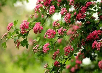 crataegus 4196348 640