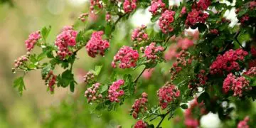 crataegus 4196348 640