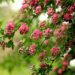 crataegus 4196348 640