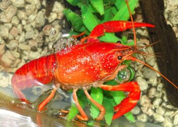 crayfish 2818772 640