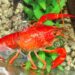 Раците на антидепресанти стават безразсъдни 8 crayfish 2818772 640