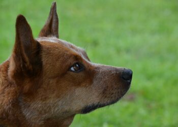 dog 2812894 640