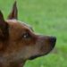 dog 2812894 640