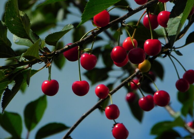 Снимка: Pixabay