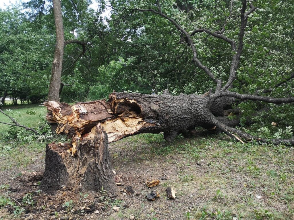 Дърво убиец се срути в Борисовата 3 218270756 4201321063296088 861652502218396420 n