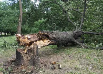 Дърво убиец се срути в Борисовата