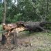 Дърво убиец се срути в Борисовата