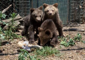 Спесените мечета вече са в Гърция