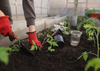 На 1 август отбелязваме Деня на градинаря