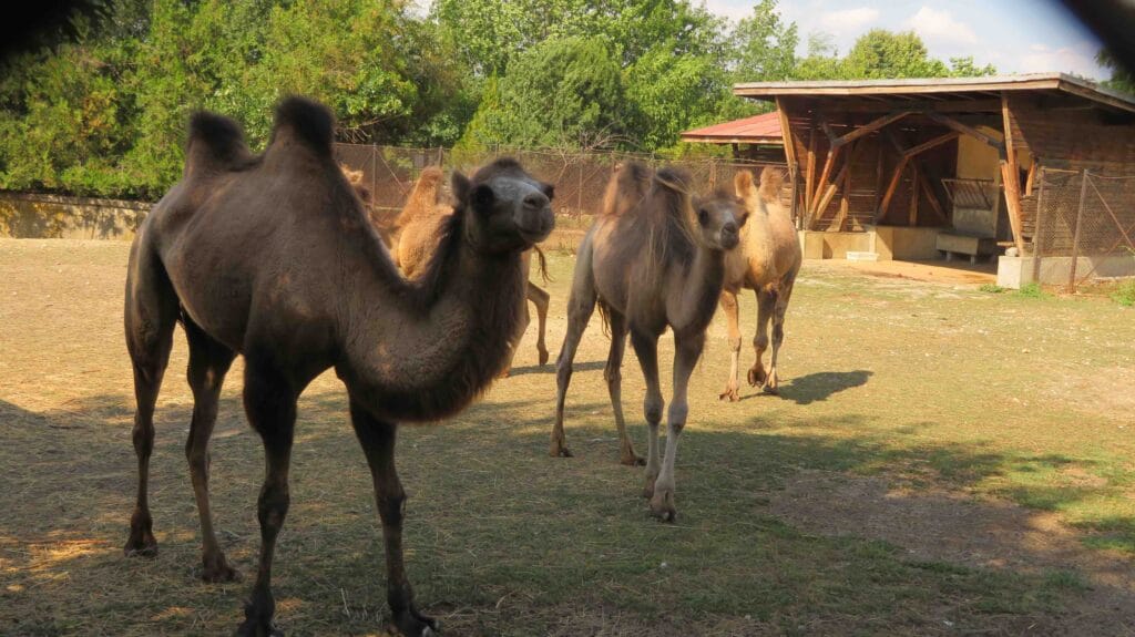 new camel 3